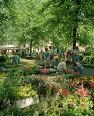 Flower market, Janskerkhof Utrecht Netherlands, Holland